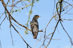 African Cuckoo