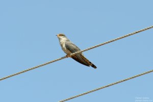 African Cuckoo