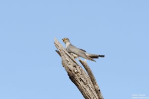 African Cuckoo