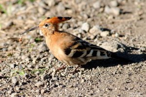 African-Hoopoe