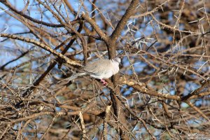 African Mourning Dove