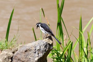 African Pied Wagtail