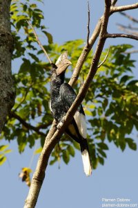 Black and White-Casqued Hornbill