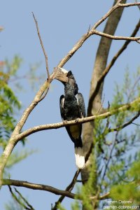 Black and White-Casqued Hornbill