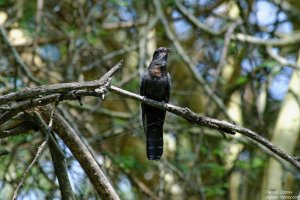 Black Cuckoo