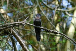 Black Cuckoo