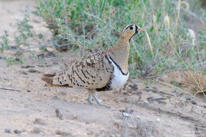 Black-Faced Sandgrouse