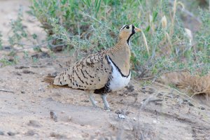 Black-Faced Sandgrouse