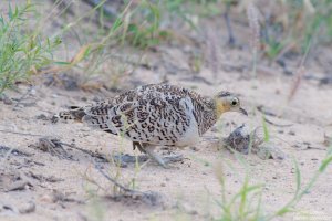Black-Faced Sandgrouse