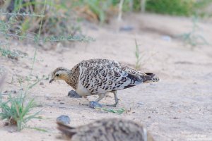 Black-Faced Sandgrouse