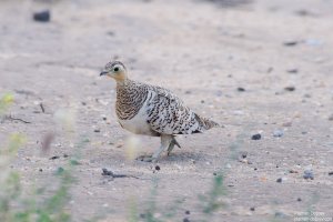 Black-Faced Sandgrouse