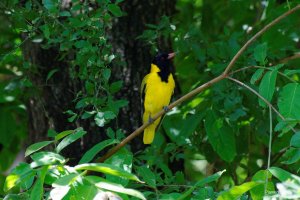Black-Headed Oriole