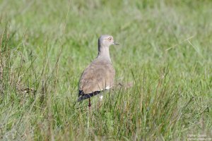 Black-Winged Plover