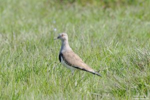 Black-Winged Plover