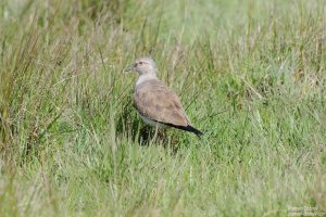Black-Winged Plover