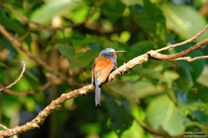 Blue-Headed Bee-Eater