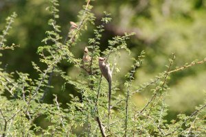 Blue-Naped Mousebird