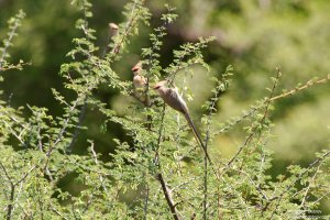 Blue-Naped Mousebird