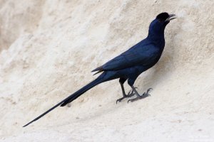 Bristol-Crowned Starling
