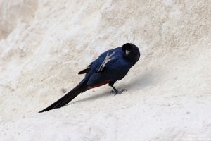 Bristol-Crowned Starling