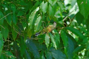 Bronze Sunbird