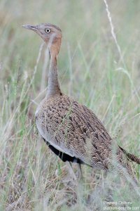 Buff-Crested Bustard