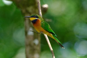 Cinnamon-Chested Bee-Eater