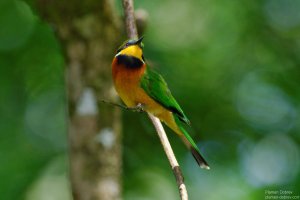 Cinnamon-Chested Bee-Eater