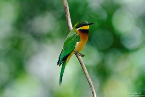 Cinnamon-Chested Bee-Eater