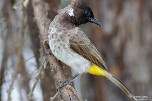Common Bulbul