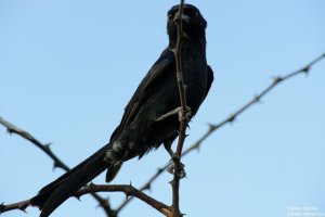 Common Drongo