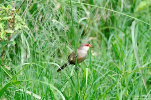 Common Waxbill