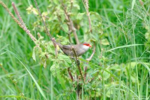 Common Waxbill