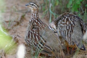 Crested Francolin