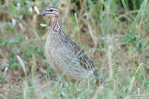 Crested Francolin