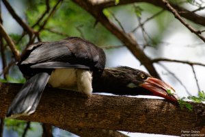 Crowned Hornbill