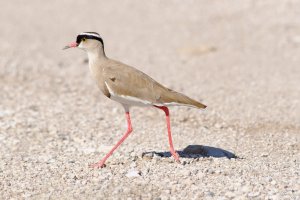 Crowned Plover