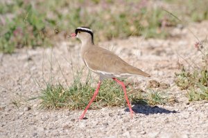 Crowned Plover