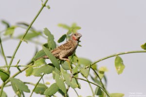 Cut-Throat finch