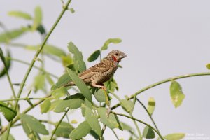 Cut-Throat finch