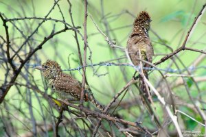 D´Arnaud´s Barbet