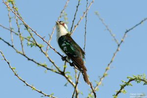 Diederik Cuckoo