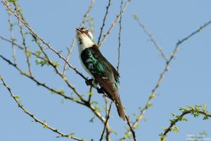 Diederik Cuckoo