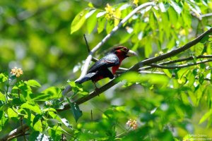 Double-Toothed Barbet