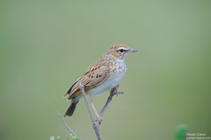 Fawn-Colored Lark