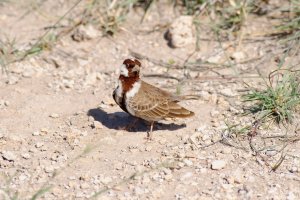 Fisher Sparrow Lark