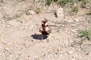 Fisher Sparrow Lark