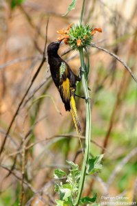Golden Winged Sunbird