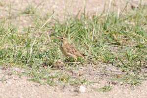 Grassland Pipit