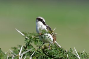 Gray-Backed Shrike